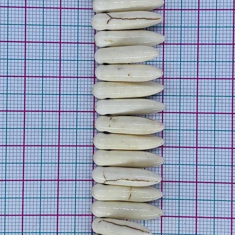 Dije Colmillo Pequeño • Fósil • 5x20 mm
