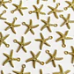 Dije Estrella de Mar Dorada • Cover Gold • 25x25 mm - Miniatura 1