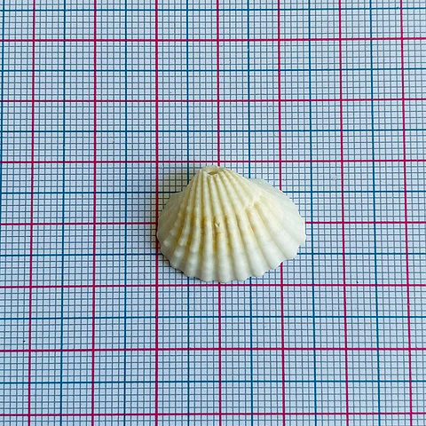Dije Ostra Natural • Nácar • 17x22 mm