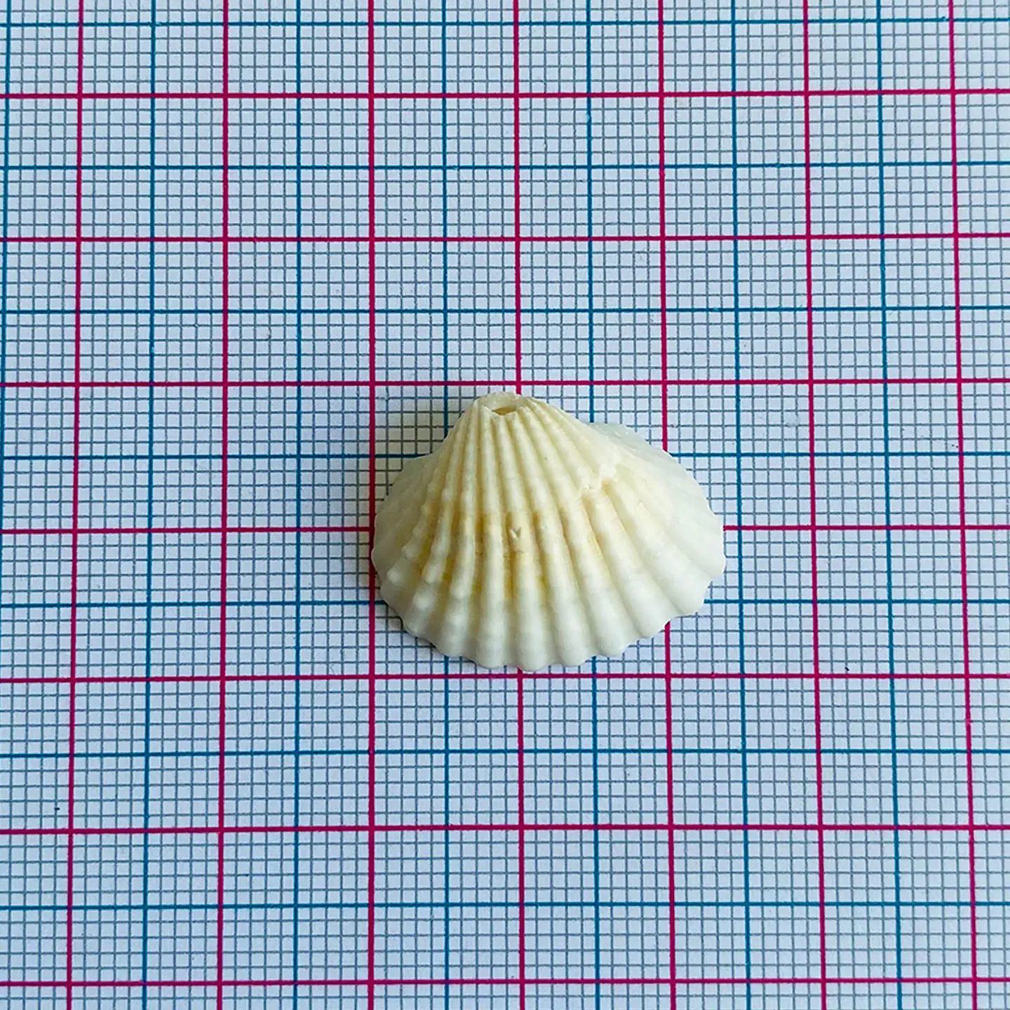 Dije Ostra Natural • Nácar • 17x22 mm 2