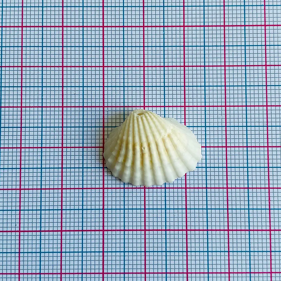 Dije Ostra Natural • Nácar • 17x22 mm 2