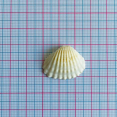 Concha Marina Natural • Nácar • 27x20 mm