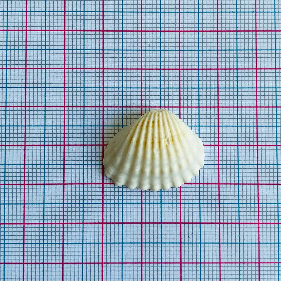 Concha Marina Natural • Nácar • 27x20 mm 2