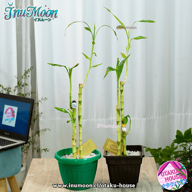 Planta Japonesa - Lucky Bamboo