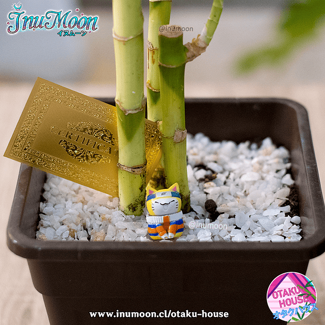 Planta Japonesa - Lucky Bamboo