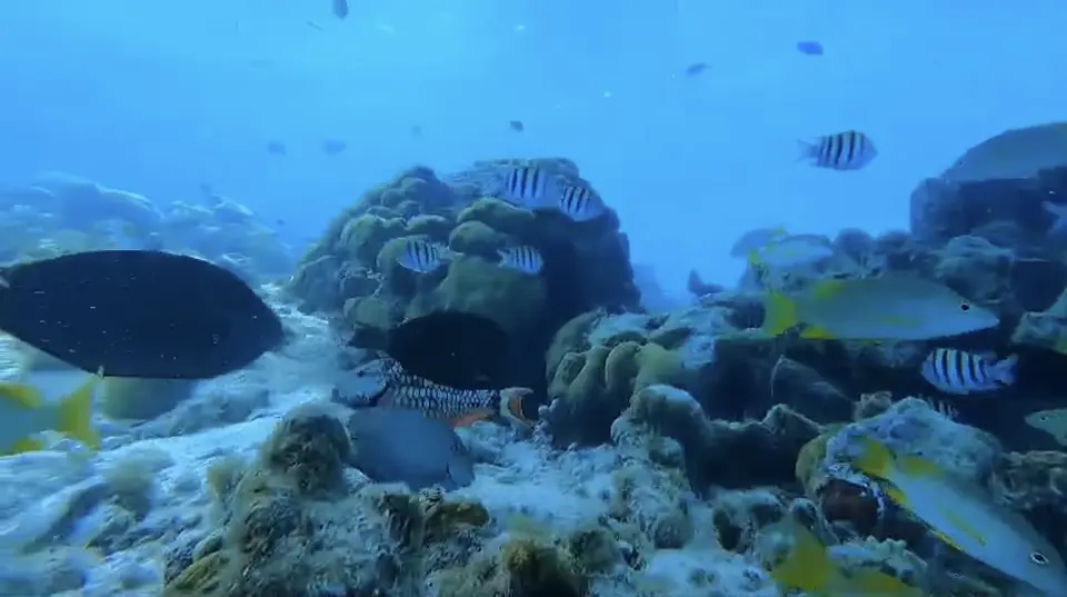 SEMI SUBMARINO 4