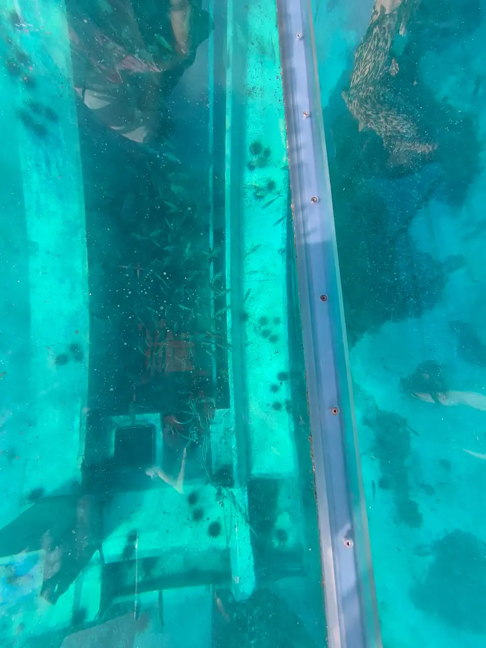 CRISTAL CLEAR BOAT 2
