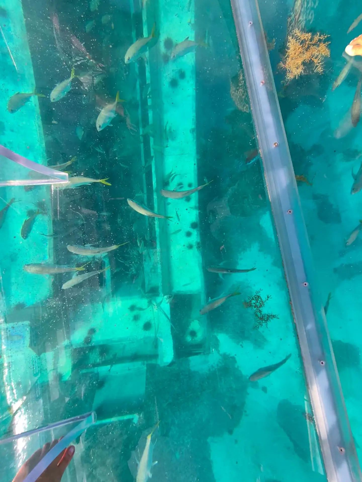 CRISTAL CLEAR BOAT 7
