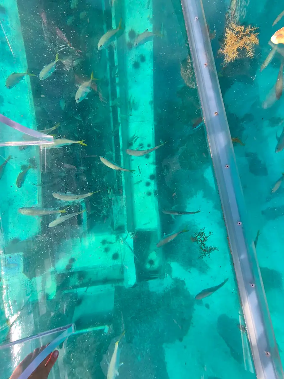 CRISTAL CLEAR BOAT 7