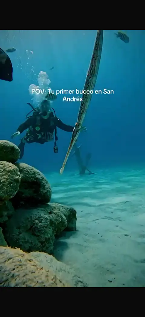 BUCEO