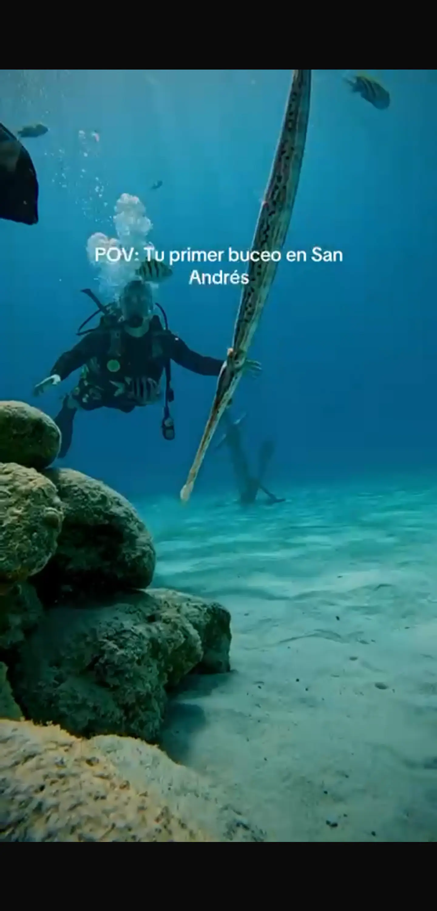 BUCEO 1