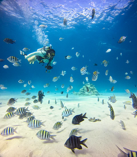 BUCEO