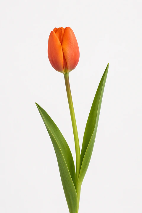 Tulipán Naranjo 10 varas
