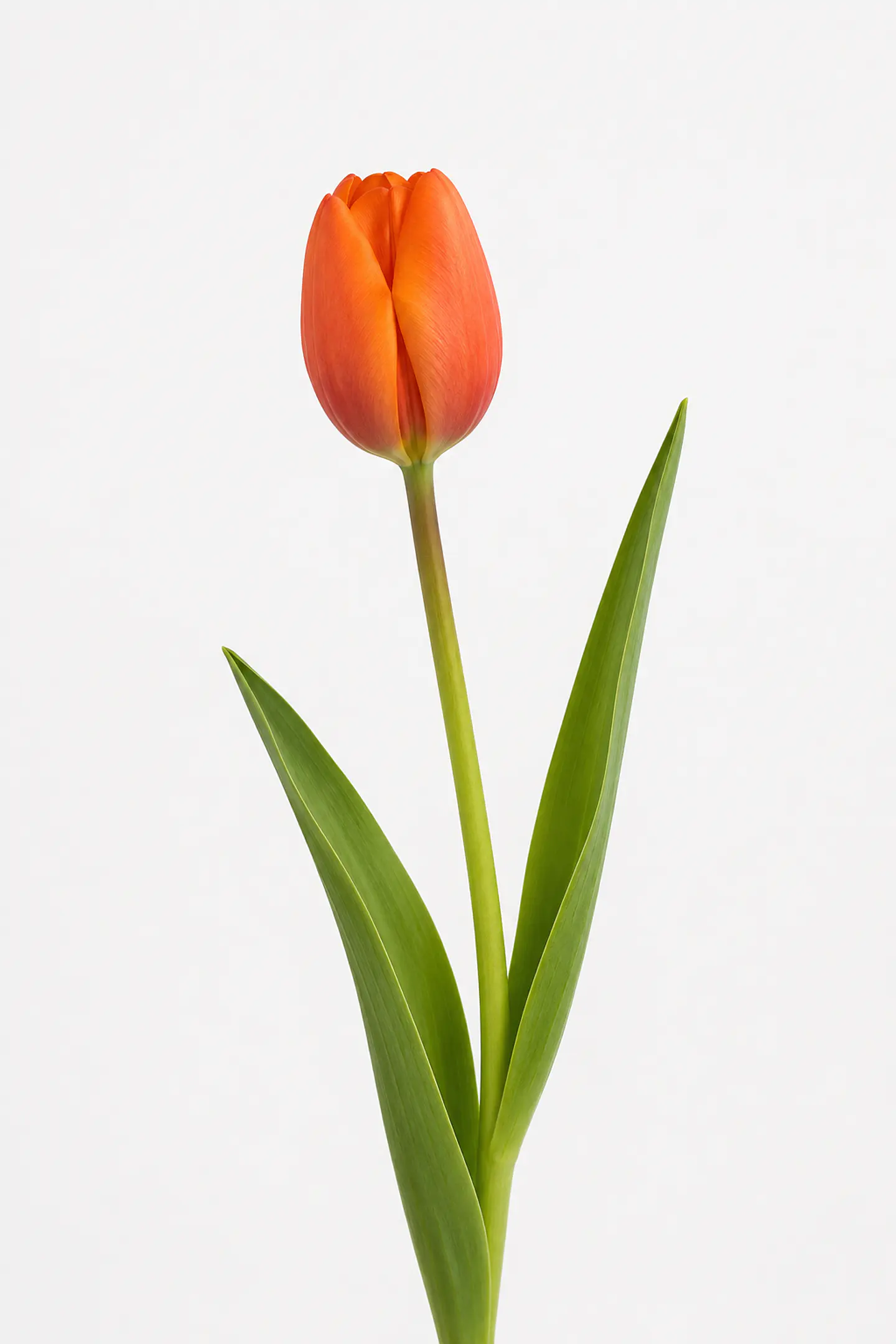 Tulipán Naranjo 10 varas 1