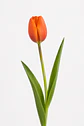 Tulipán Naranjo 10 varas - Miniatura 1