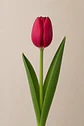 Tulipán Fucsia 10 varas - Miniatura 1