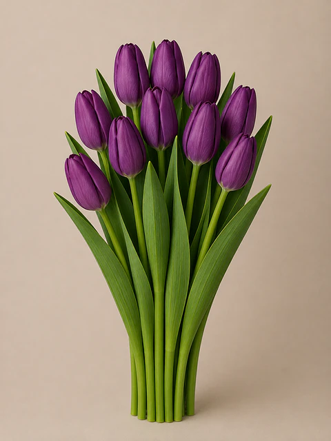 Tulipán Morado 10 varas