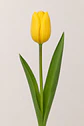 Tulipán Amarillo 10 varas - Miniatura 1