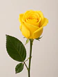 Rosa Amarilla 25 varas - Miniatura 1