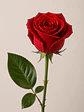 Rosa Roja 25 varas - Miniatura 1