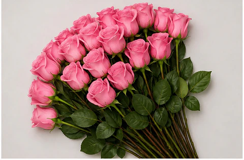 Rosa Rosada 25 varas