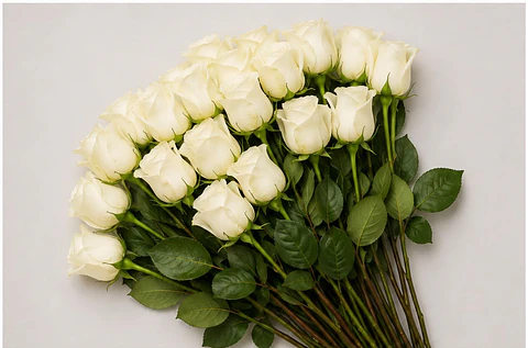 Rosa Blanca 25 varas