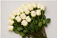 Rosa Blanca 25 varas - Miniatura 2