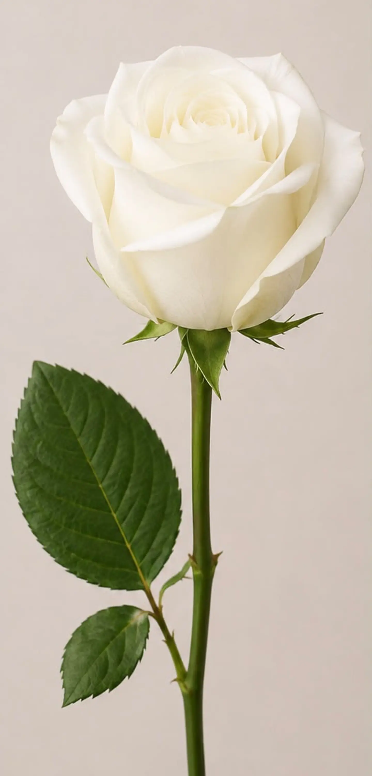 Rosa Blanca 25 varas 1