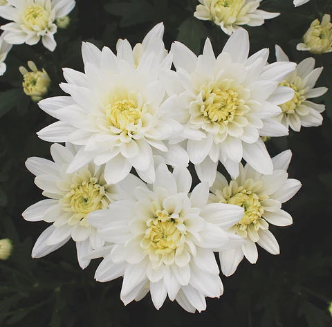 Maule Blanco 10 varas