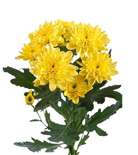 Maule Amarillo 10 varas