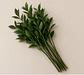 Ruscus 10 varas - Miniatura 2