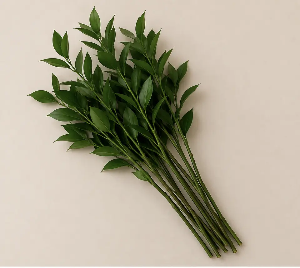 Ruscus 10 varas 2