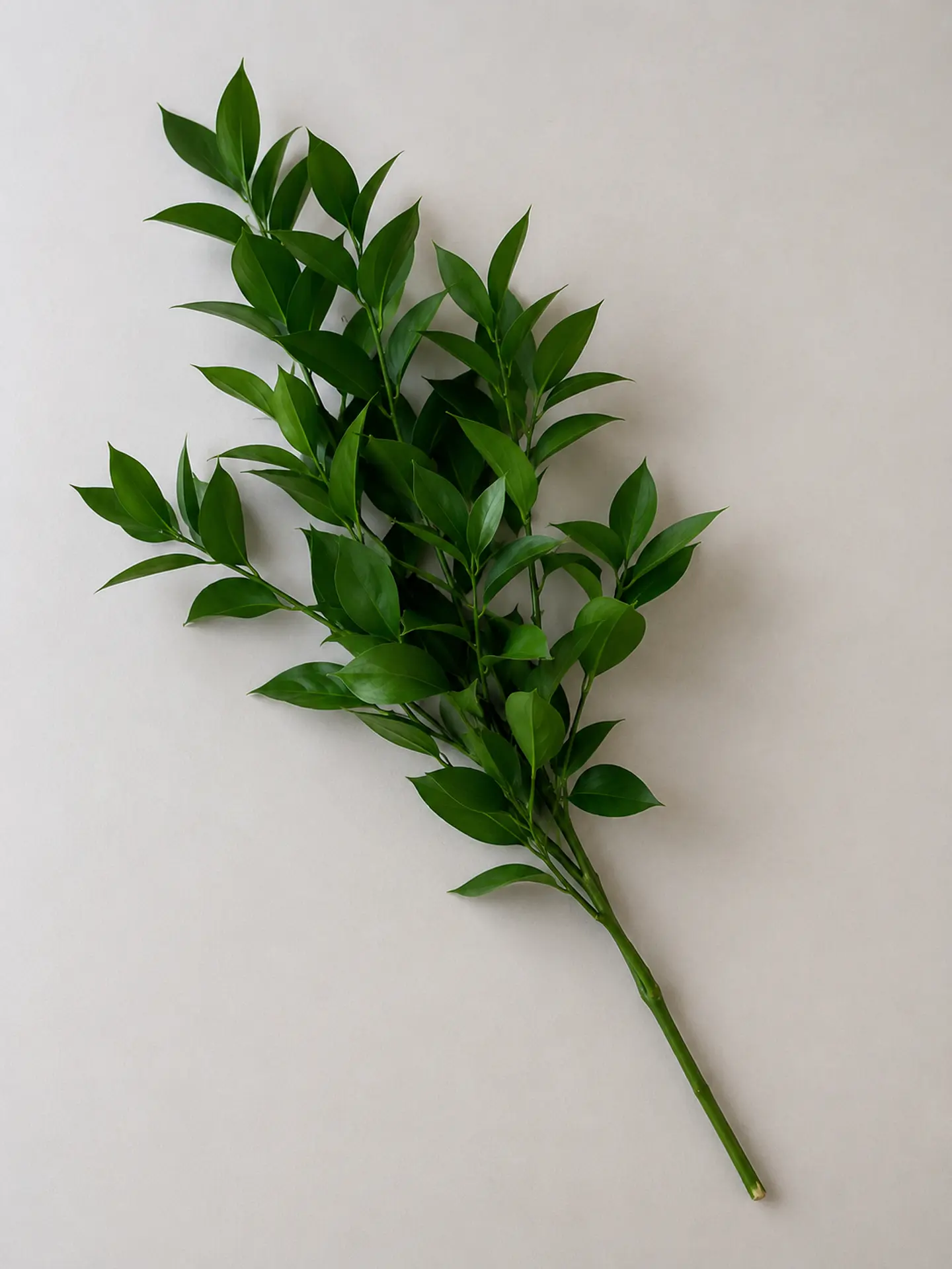 Ruscus 10 varas 1
