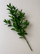 Ruscus 10 varas - Miniatura 1