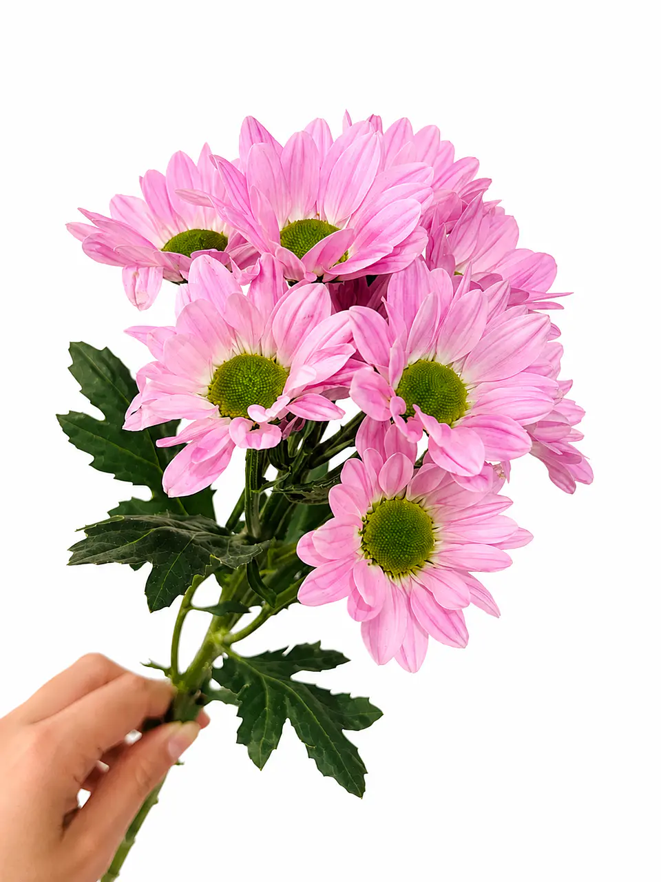 Margarita Rosado 10 varas 1
