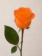 Rosa Naranja 25 varas - Miniatura 1