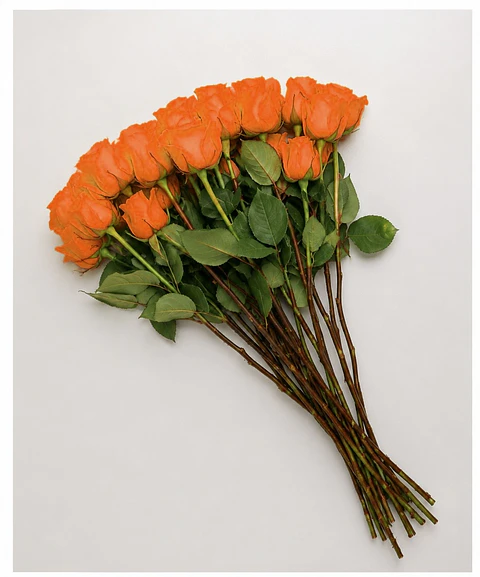 Rosa Naranja 25 varas