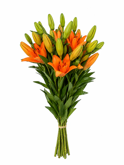 Lilium naranjo 10 varas