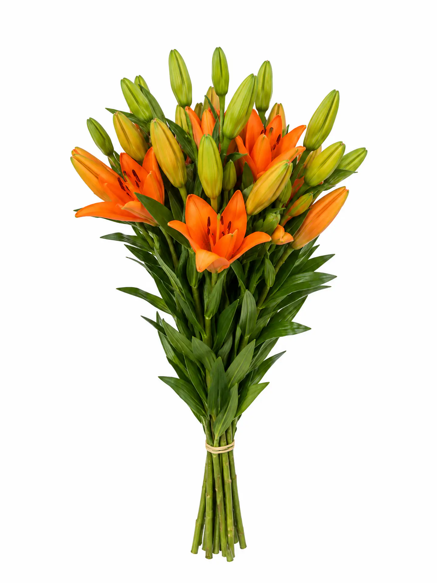 Lilium naranjo 10 varas 2