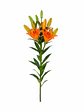 Lilium naranjo 10 varas - Miniatura 1