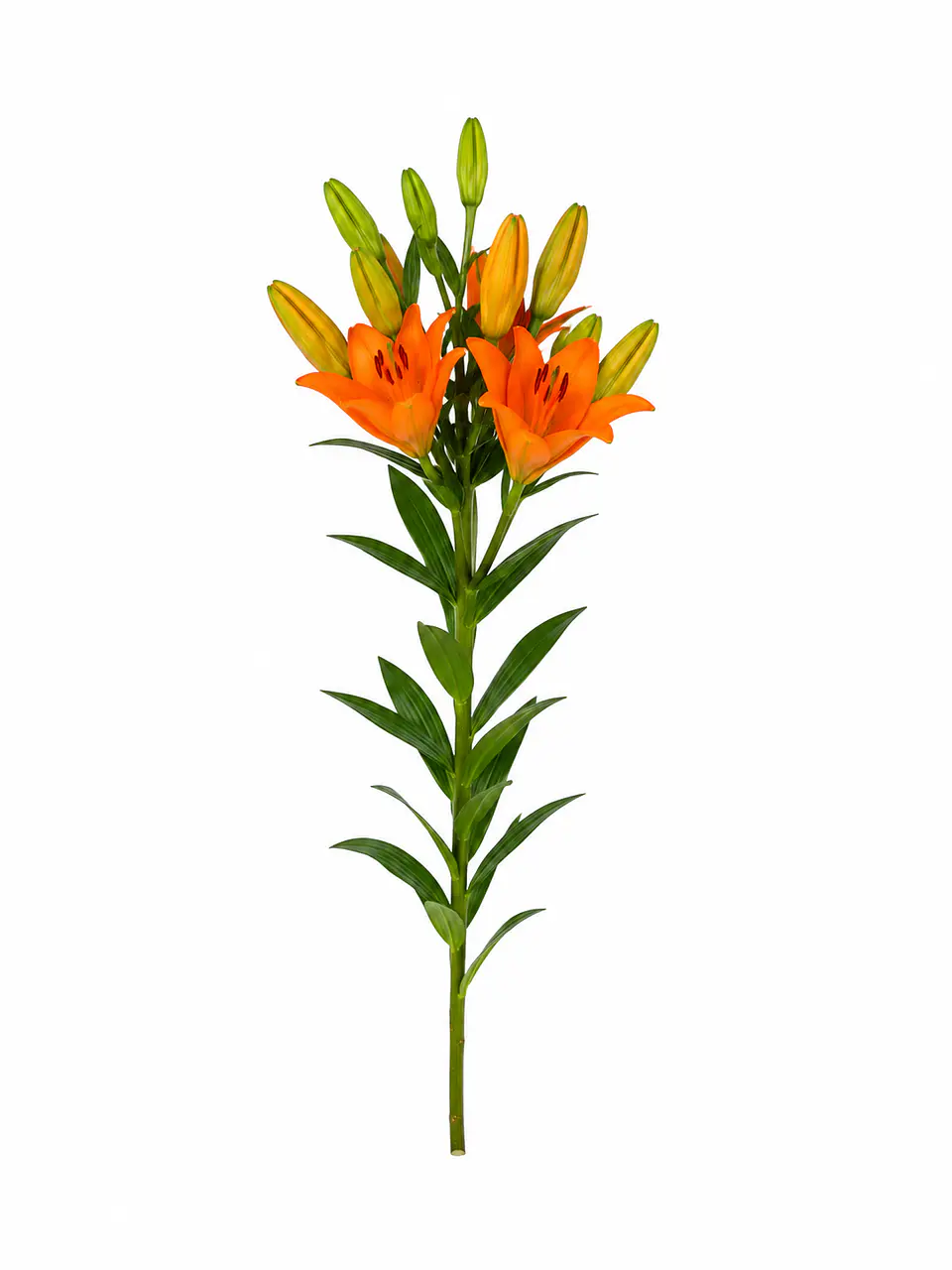 Lilium naranjo 10 varas 1