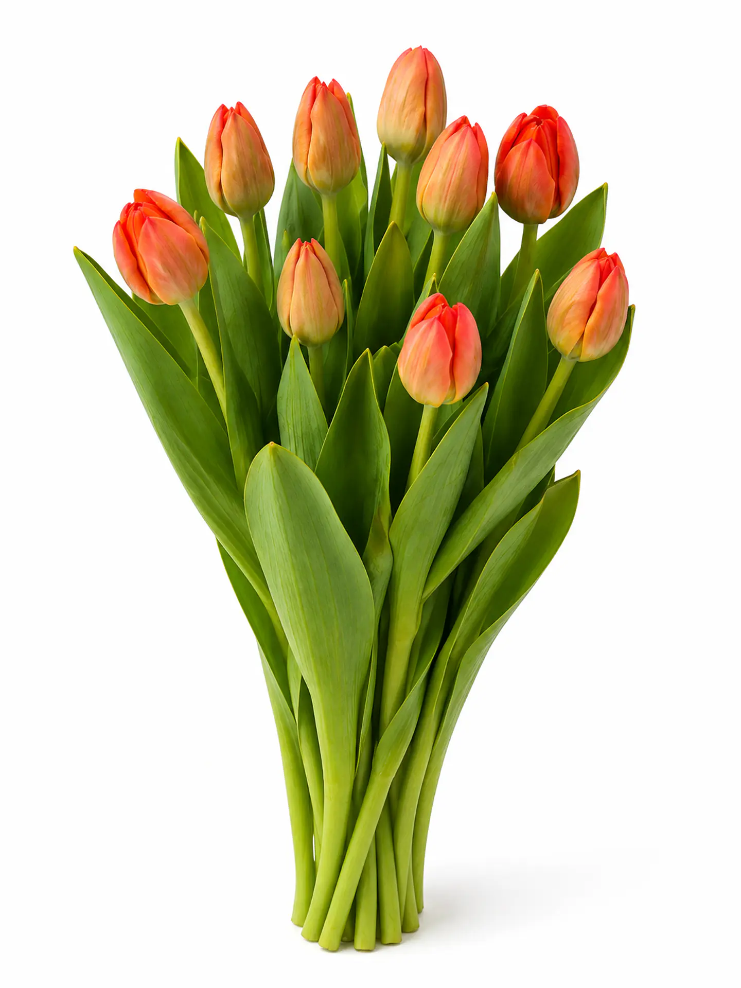 Tulipán Naranjo 10 varas (paquete) 2