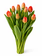 Tulipán Naranjo 10 varas (paquete) - Miniatura 2