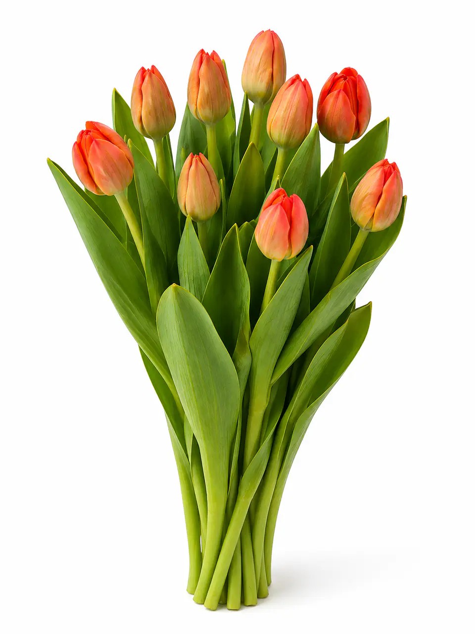 Tulipán Naranjo 10 varas (paquete) 2