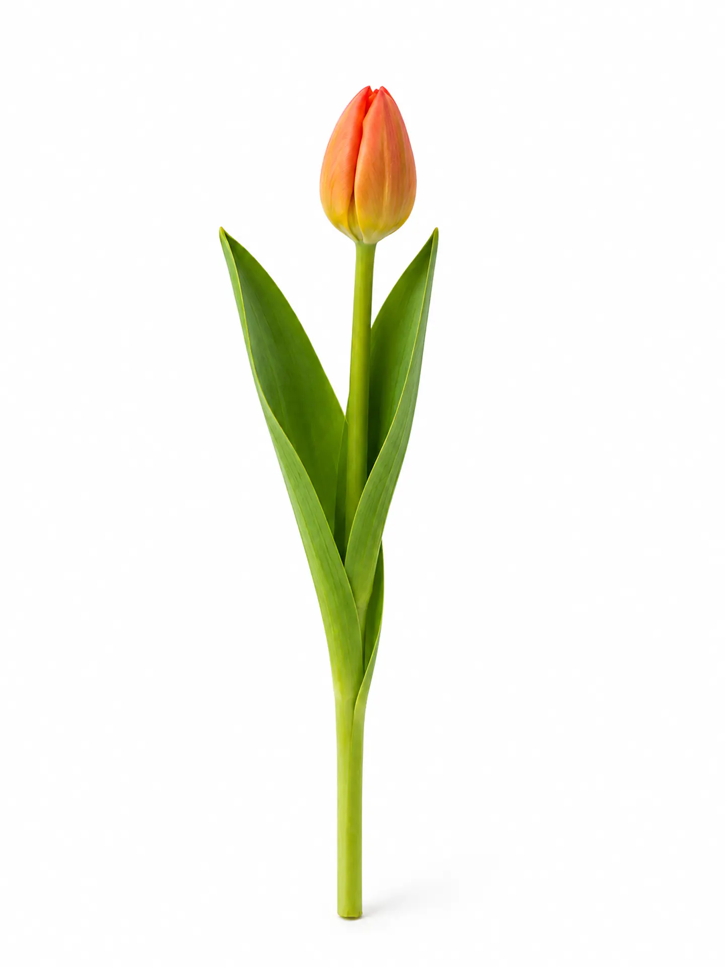 Tulipán Naranjo 10 varas (paquete) 1