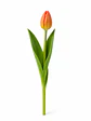 Tulipán Naranjo 10 varas (paquete) - Miniatura 1