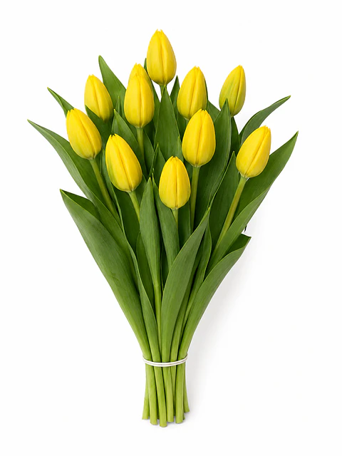 Tulipán Amarillo 10 varas (paquete)