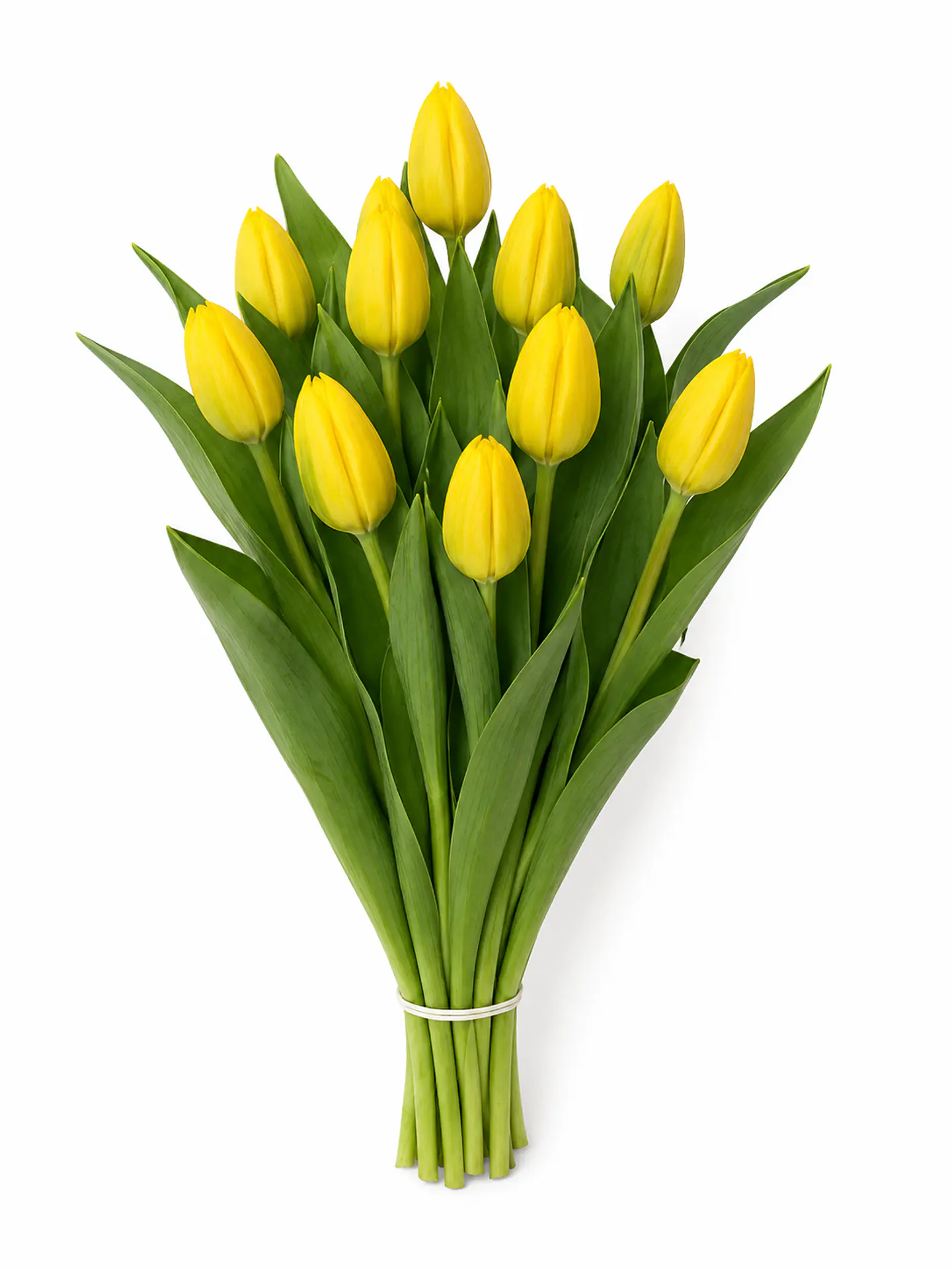 Tulipán Amarillo 10 varas (paquete) 2