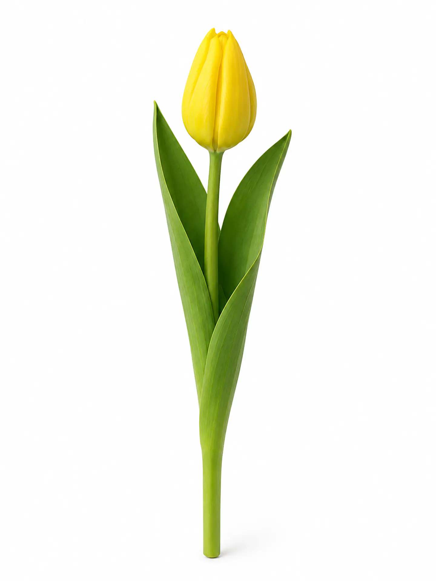 Tulipán Amarillo 10 varas (paquete) 1