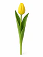 Tulipán Amarillo 10 varas (paquete) - Miniatura 1